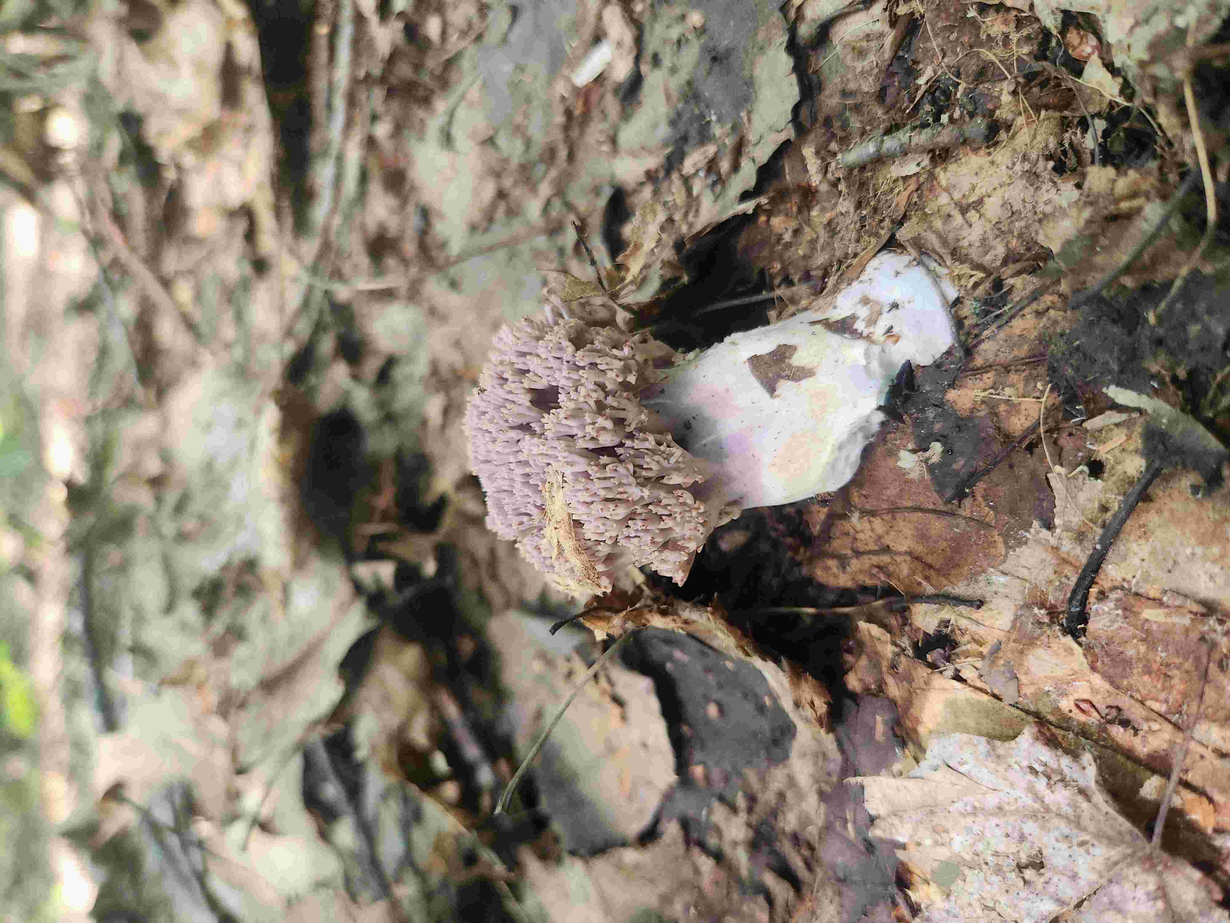 Wild mushroom